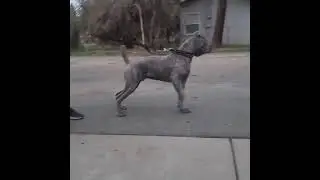 8 month old Cane Corso guarding his home!