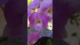 orchid flower #flower #nature #intro #cooking #intromaker #plant #garden
