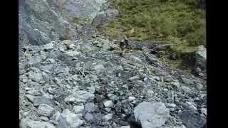 Hunting Goats Rimutaka #2