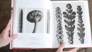 Karl Blossfeldt