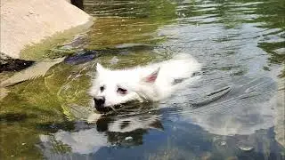 The Baffalo River with Lacey and lumi