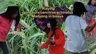 Playing spiny burs/cenchrus echinatus.. Madyong in bisaya.. #mhayzham #madyongplant #playing