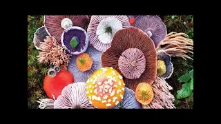 Jill bliss&rsquo; stunning arrangements capture the magical beauty of mushrooms