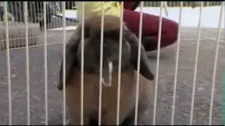 Pets 101- Rabbits