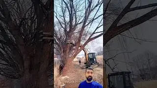 How to cut trees down using a chainsaw and a heavy machinery #youtubeshorts #viral #trending #shorts