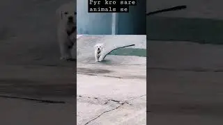 #berojgari #berogarvloger #cutedog #loveanimals #doglover #cutepuppy #youtubeshorts #dog