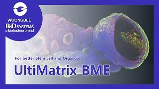 R&D Systems&reg;: Ultimatrix RGF BME (공식대리점: 웅비메디텍)