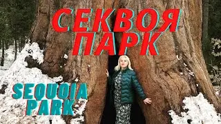 Секвоя парк. Калифорния.  Путешествие. Sequoia park