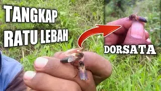 inilah Bentuk Asli Ratu Lebah Madu Hutan yg jarang Sekali diketahui