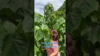 Dry Blooms #garden #tree #flowers #reels #shortsfeed #shortvideo #happy #portuguese #australia
