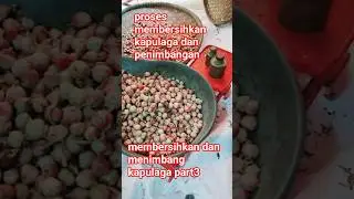 proses membersihkan dan menimbang kapulaga dpt 3,3kg#garden #ternakunggas#sayuran