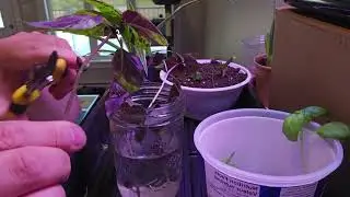 How to Propagate Basil: Easy Tips for Thriving Plants