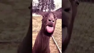 camel talking to you #horror #aatma #scary #aahatbhoot #yt  #creepy #horrorghost #kaytehorrorstudio