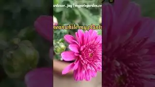 Why I Only Use Organic Fertilizers 🌿 | Real Garden Results 😍 #organicgardening