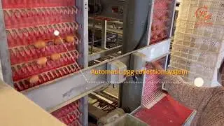 China Poultry Farming Equipment Agricultural Machinery Automatic Egg Collection Battery Chicken Cage