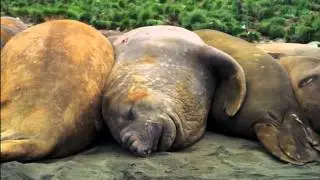The Penguin King 3D - Elephant Seals Clip