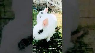 BUNNY SHAKING OFF WATER SLO MO #shorts #recommended #foryou