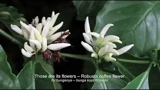 Tenom - Getting To Know Sabah's Coffee