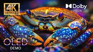 UNDERWATER PARADISE in 4K HDR Dolby Vision | 60FPS Video (4K/8K TV)