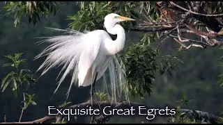 Breeding Great Egrets 🦢🦢