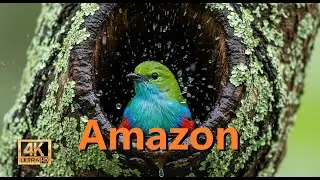 Relaxing Walk in the Amazon: Pink Dolphins 🐬 | River of Life (Music | 4K)