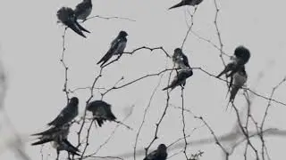 Barn swallow streching and preening