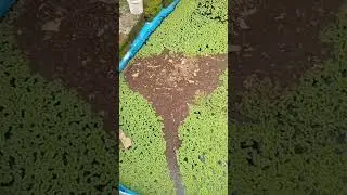 penambahan pupuk agar azolla berkembang lebih cepat #azolla #pakanterbaik #budidayaazolla