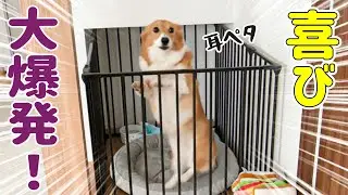 久しぶりのおばあちゃん訪問で、喜びが大爆発するコーギー