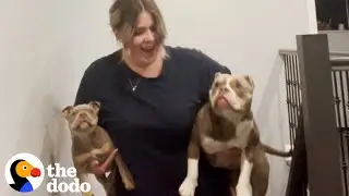This Woman Swears She Won't Adopt Her Blind Foster Puppy | The Dodo