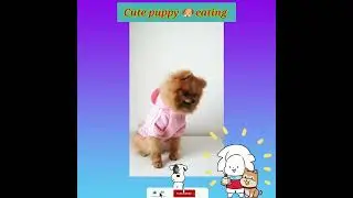 Oh my #dog 🐕 | Cute #puppy shorts | #shortvideo #firstshortvideo #cutedog #dog