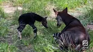 Welcome Baby Okapi!