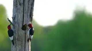 Perpetual feeding sessions by both parents so that its babies grow fast and fledge.