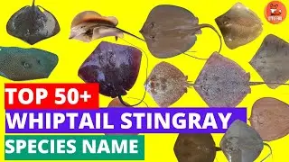 Whiptail Stingrays: Underwater Whips! 🌊 Amazing Ocean Animals! in English #kidslearning #animals