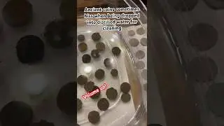 Just some of the things you learn cleaning ancient Roman coins
