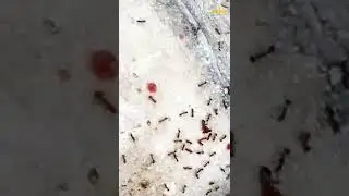 #shorts video #pakistani #video #ant