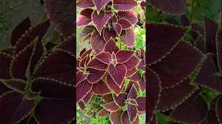 Hermosa Planta COLEO #flowers #garden #ideas