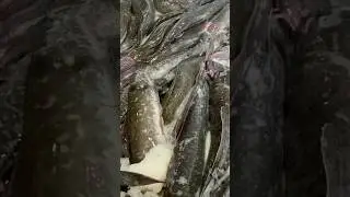 Fish farming in Uganda 0708459190