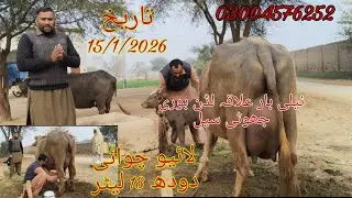 Neli ki high milking buffalo sale Okara Animal Tv 03004576252/151/2026/علاقہ لڈن لائیو چوائی