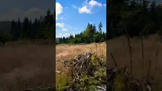 This is Nature 🌳 #youtubeshorts #fyp #berge #harz