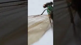 The delicate wings of damselflies