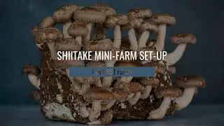 Shiitake Grow Kit Set Up | The Easy & Fast Way To Your Own Mushroom Farm