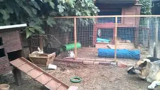 Snowball's first garden adventure