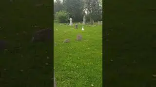 Ghostly gunshots clear EVP
