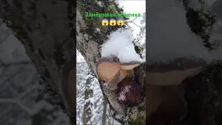 Вёшенка задубела на морозе #гриб #вёшенказимняя #прогулка #лес #relaxing  #mushroom #шортс #sorts