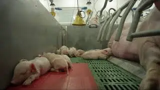 Élevage porcin  Gestion-Alimentation-Ventilation