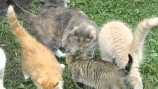 A Cat's Life on the Farm