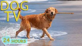 DOG TV: Ultimate Relax & Anti-Anxiety Video for Dogs to Watch When Home Alone - Happy Music for Dogs