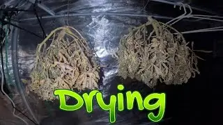 Week 12 - Drying
