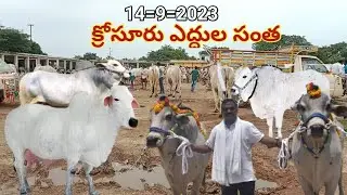 KOSURU EDULA SANTA//క్రోసూరు ఎద్దుల సంత//14=9=2023//#PALNADUVILLAGESTYLE#