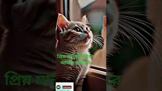 জানালার পাশে সাদা বিড়াল | Hopeful White Cat Soft Eyes #Shorts#trending